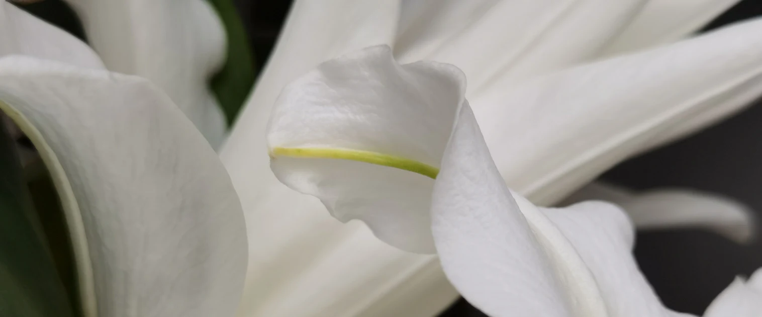 Fiori funebri bianchi in luce naturale
